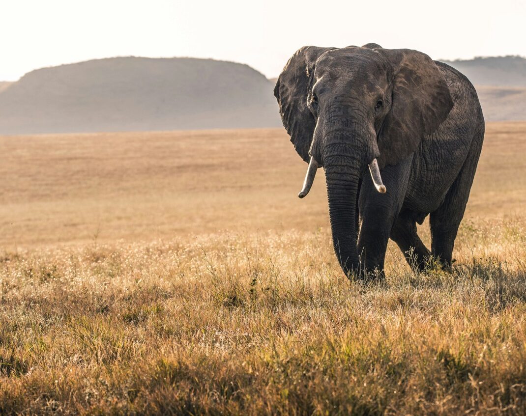 luxury-african-safaris-kenya