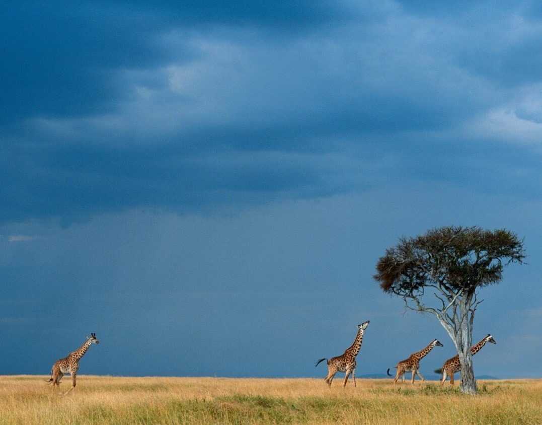 luxury-safaris-giraffes-kenya