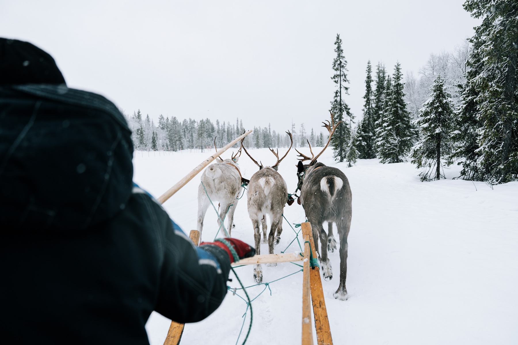 reindeer-sledding-swedish-lapland