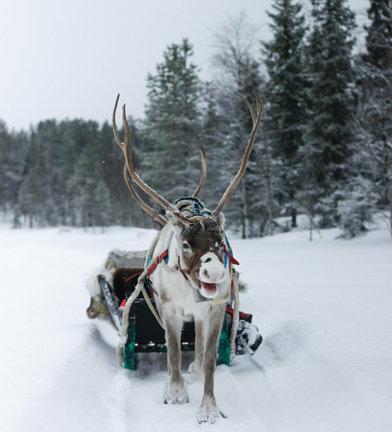 reindeer-sledding-experiences-lapland