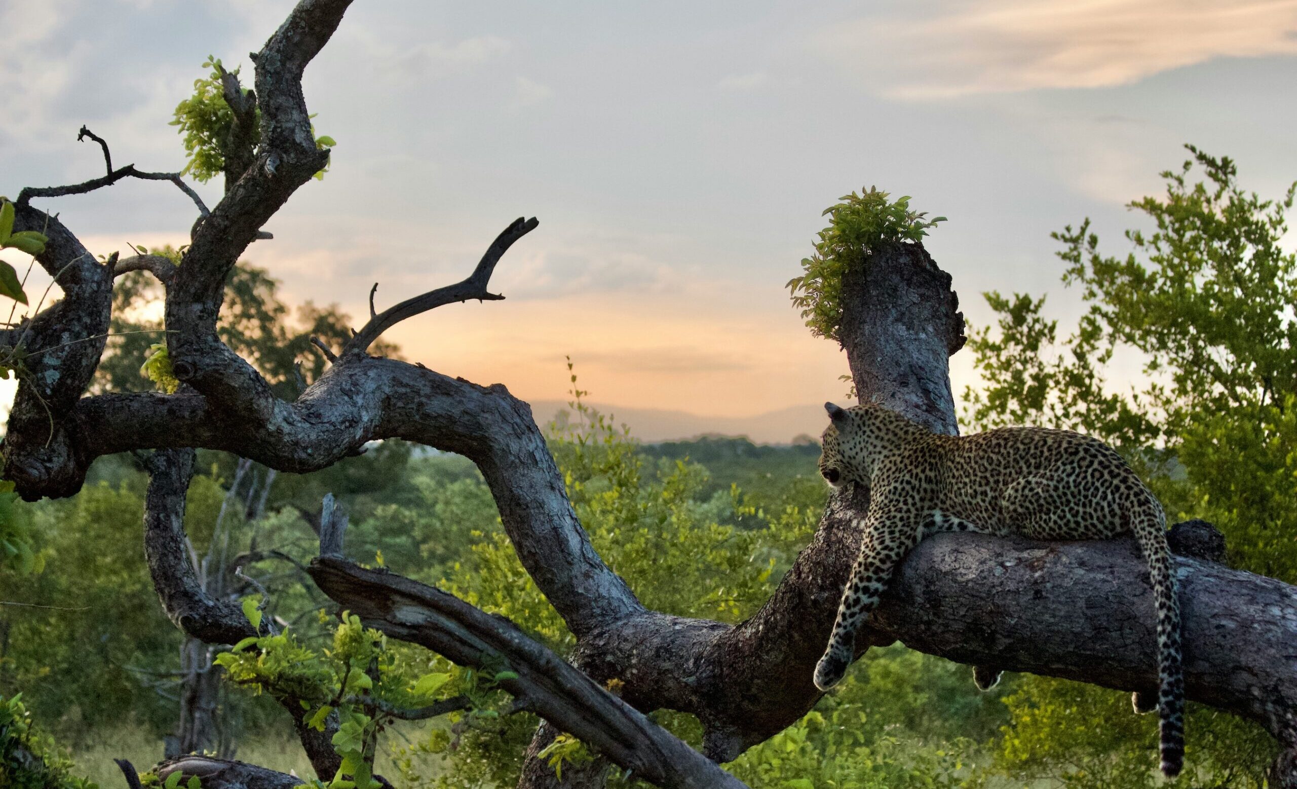 sabi-sands-luxury-safaris