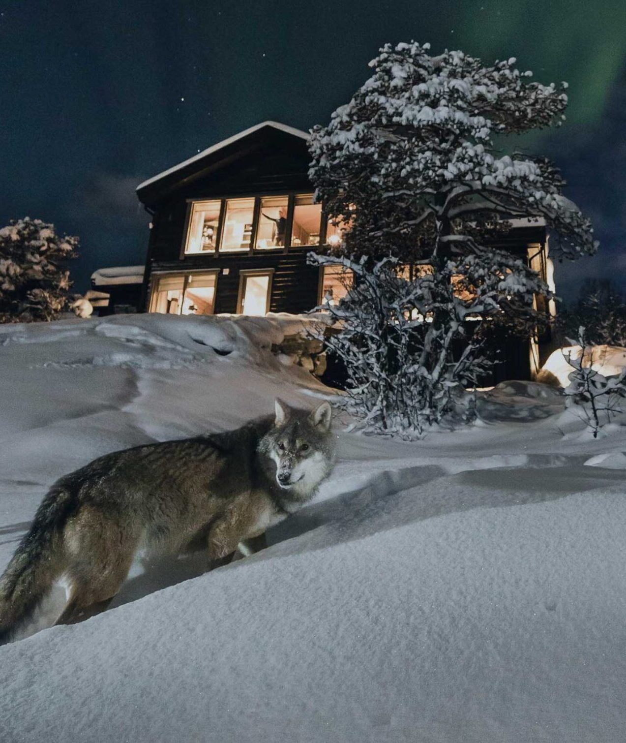 wolf-lodge-luxury-lodge-norway