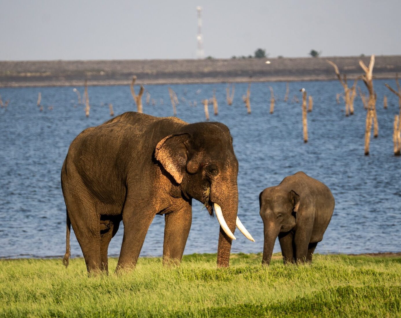 dinner-with-elephant-conservationist-sri-lanka
