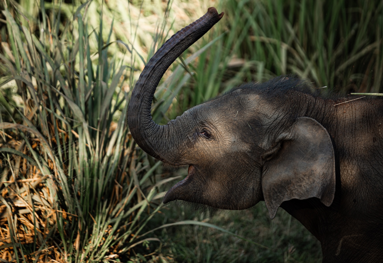 dinner-with-elephant-conservationist-sri-lanka