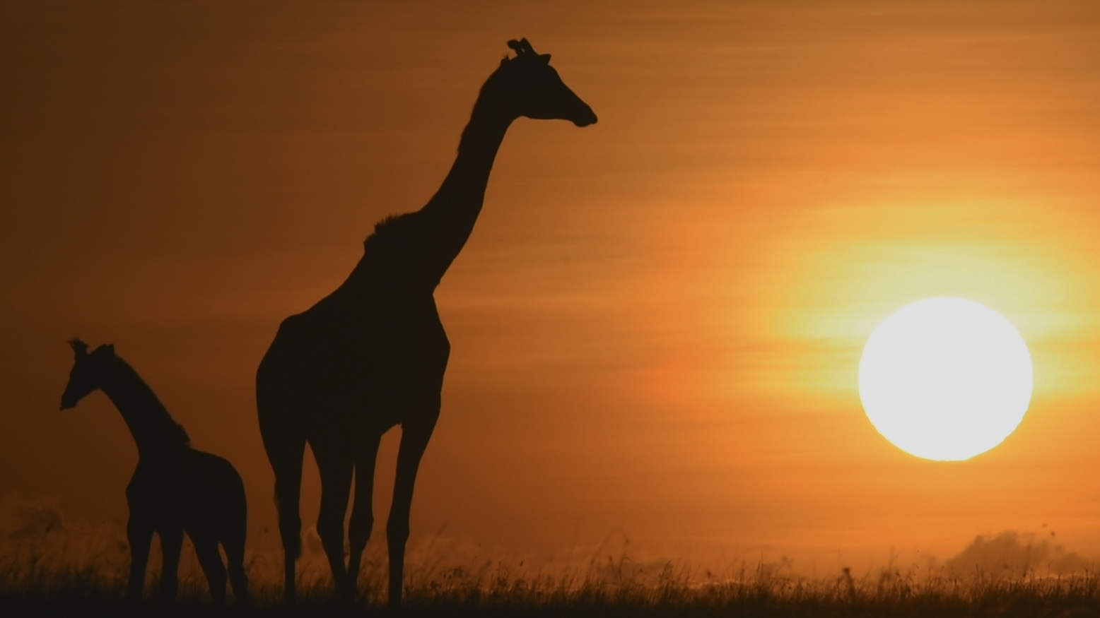 luxury-kenya-safaris-cheli-peacock