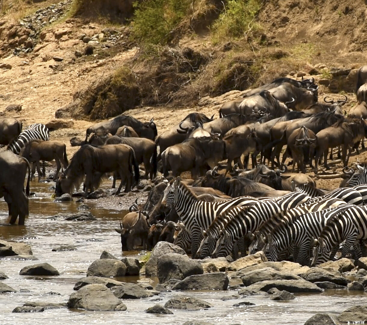 kenya-safari-experiences
