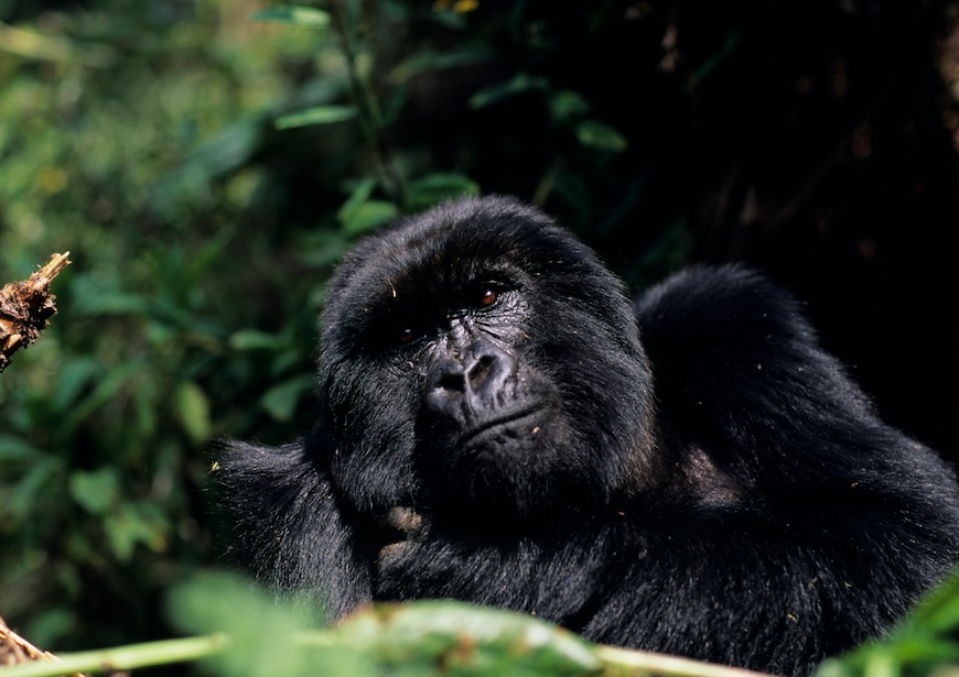 rwanda-gorilla-trekking