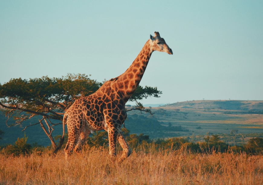 south-africa-safari